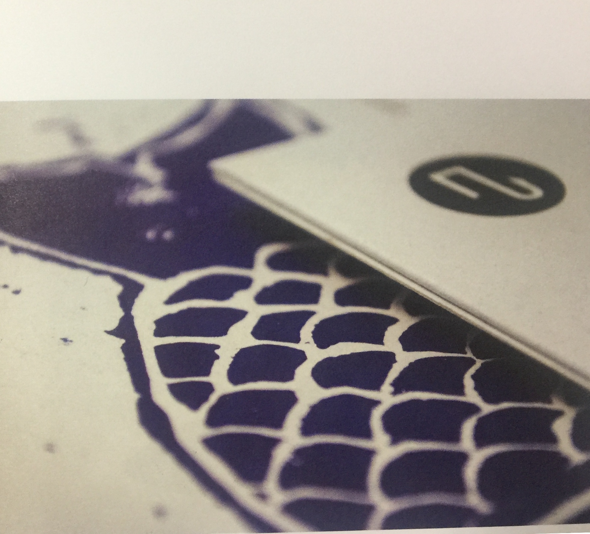 海鮮產(chǎn)品-魚(yú)類(lèi)佳肴簡(jiǎn)單和新鮮特性的包裝